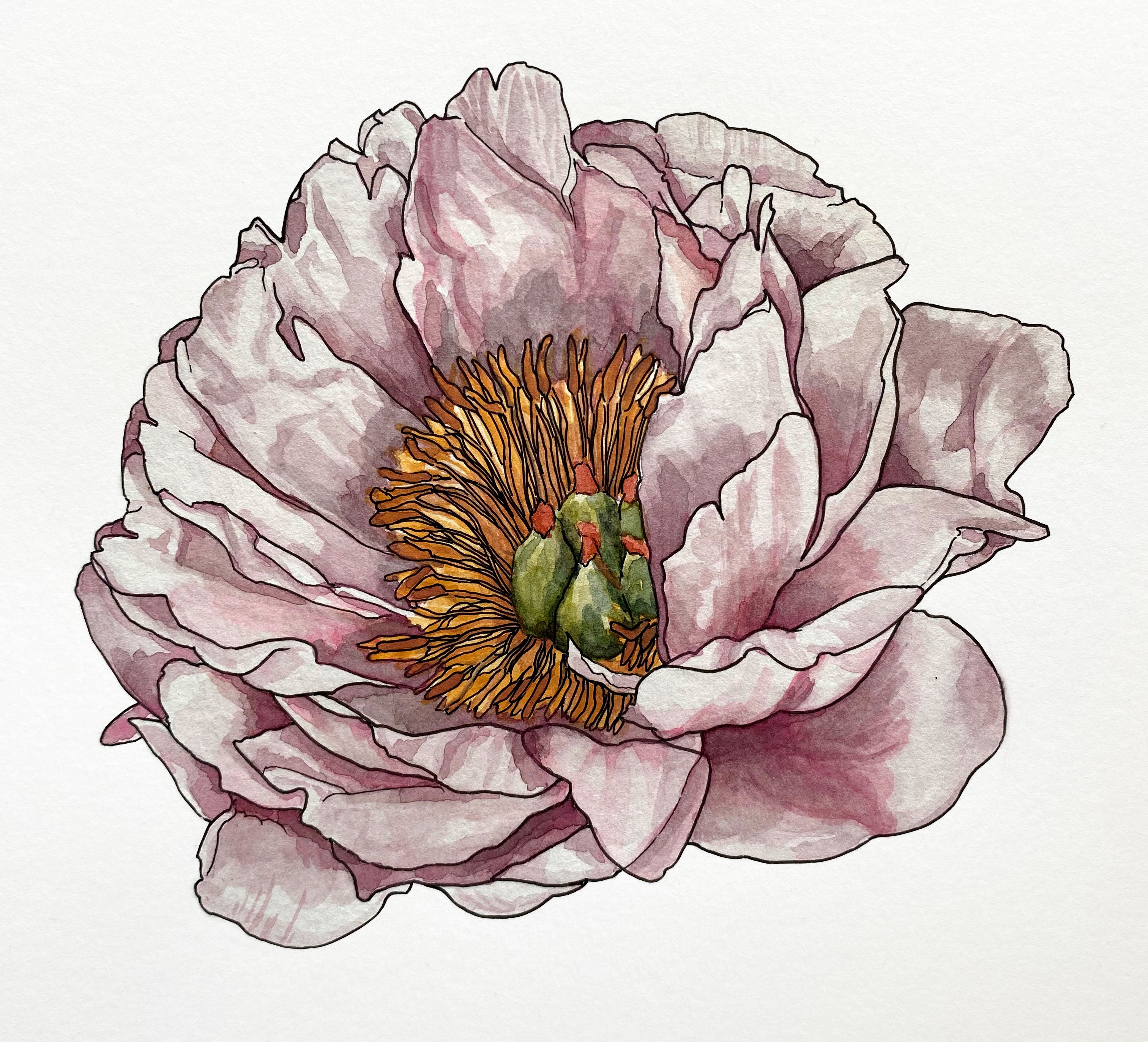 Peony Water Color | Paper Print